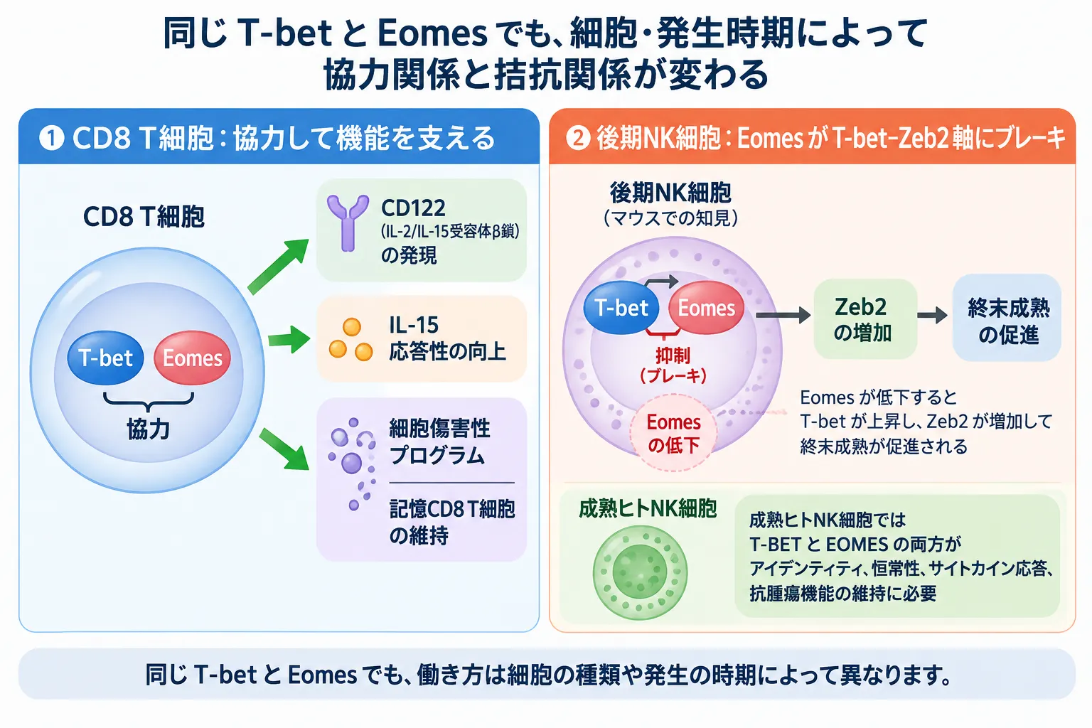 T-betとEomesがCD8 T細胞では協力してCD122発現・IL-15応答性・細胞傷害性・記憶維持を支える一方、後期NK細胞ではEomesがT-bet–Zeb2軸を抑制して終末成熟を調節する、細胞種と発生時期による役割の違いを示す模式図