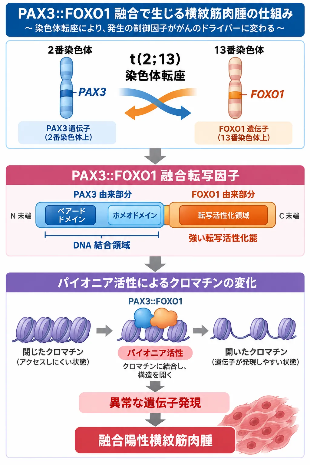 2番染色体のPAX3と13番染色体のFOXO1がt(2;13)染色体転座によってPAX3::FOXO1融合転写因子となり、パイオニア活性によるクロマチン開放と異常な遺伝子発現を介して融合陽性横紋筋肉腫を駆動する仕組みを示す模式図