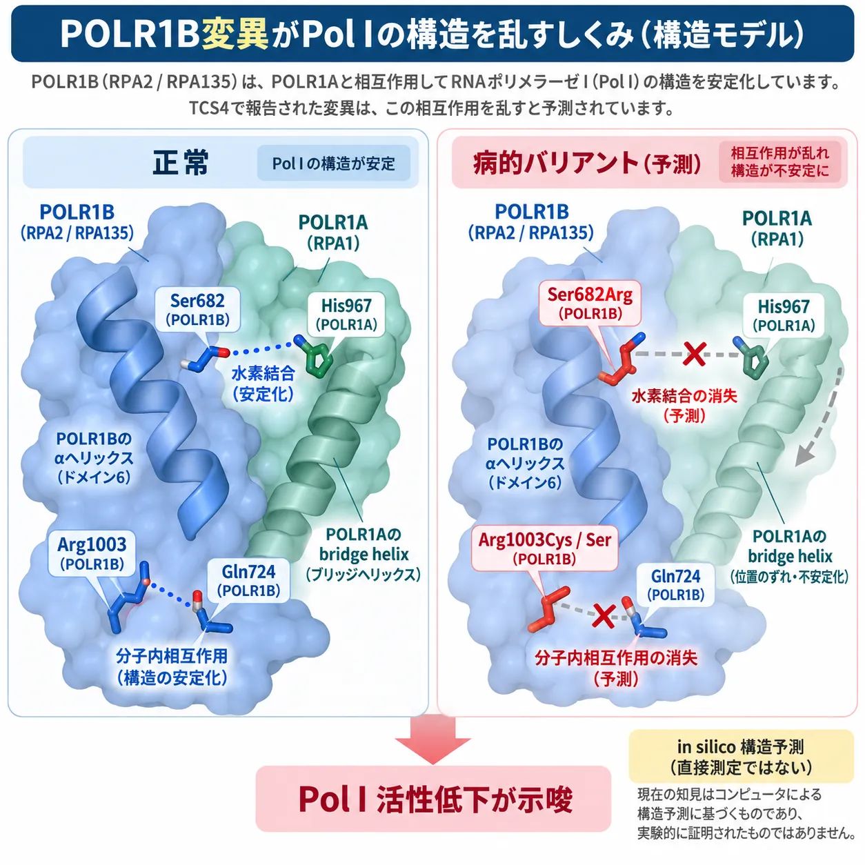 正常ではPOLR1BのSer682がPOLR1AのHis967と相互作用し、Arg1003がPOLR1B内のGln724との相互作用を介してPol I構造を安定化する一方、TCS4関連ミスセンス変異によりこれらの相互作用が乱れ、Pol I活性低下につながる可能性を示した構造モデル