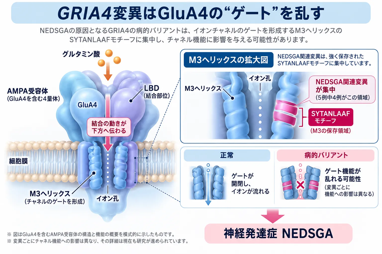 GRIA4関連神経発達症NEDSGAにおいて、AMPA受容体GluA4のM3ヘリックスにあるSYTANLAAFモチーフへ病的バリアントが集中し、イオンチャネルのゲート機能に影響する可能性を示した模式図