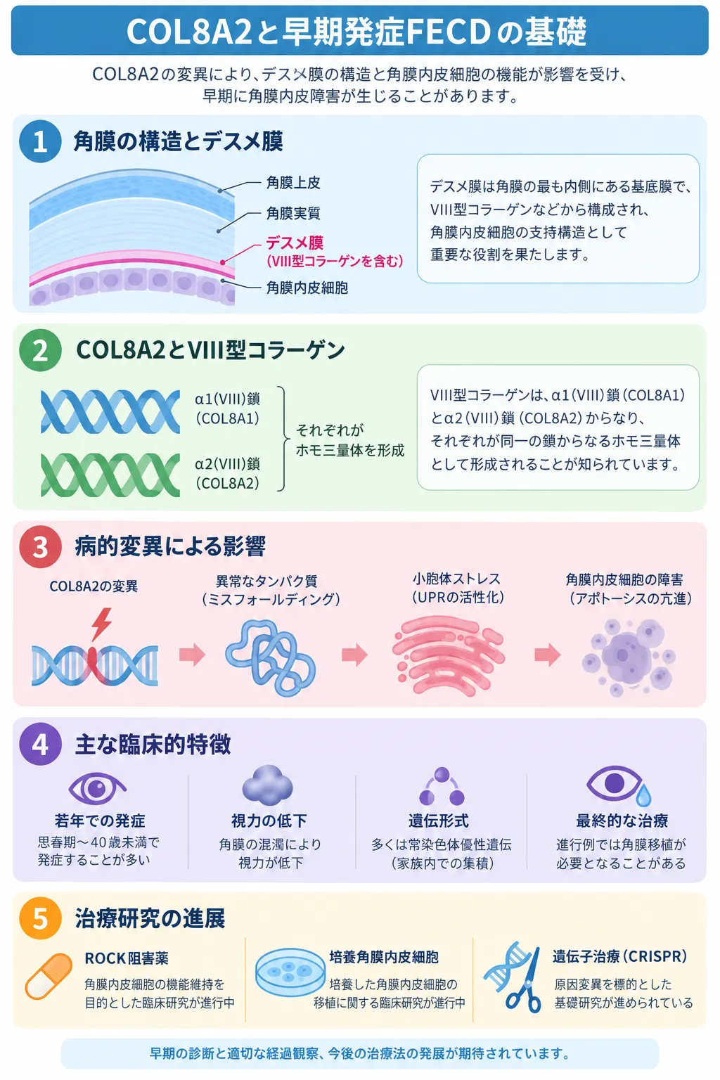 COL8A2遺伝子と早期発症フックス角膜内皮ジストロフィ（FECD1）の関係を示す模式図。角膜内皮とデスメ膜、VIII型コラーゲン、COL8A2変異による小胞体ストレスと角膜内皮細胞障害、臨床的特徴、ROCK阻害薬・培養角膜内皮細胞・CRISPRによる治療研究を示す。