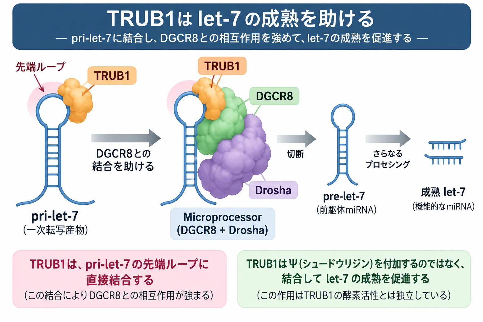 TRUB1がpri-let-7の先端ループに結合し、DGCR8・DroshaからなるMicroprocessorとの相互作用を促進してpre-let-7への切断と成熟let-7の生成を助ける仕組みを示した模式図