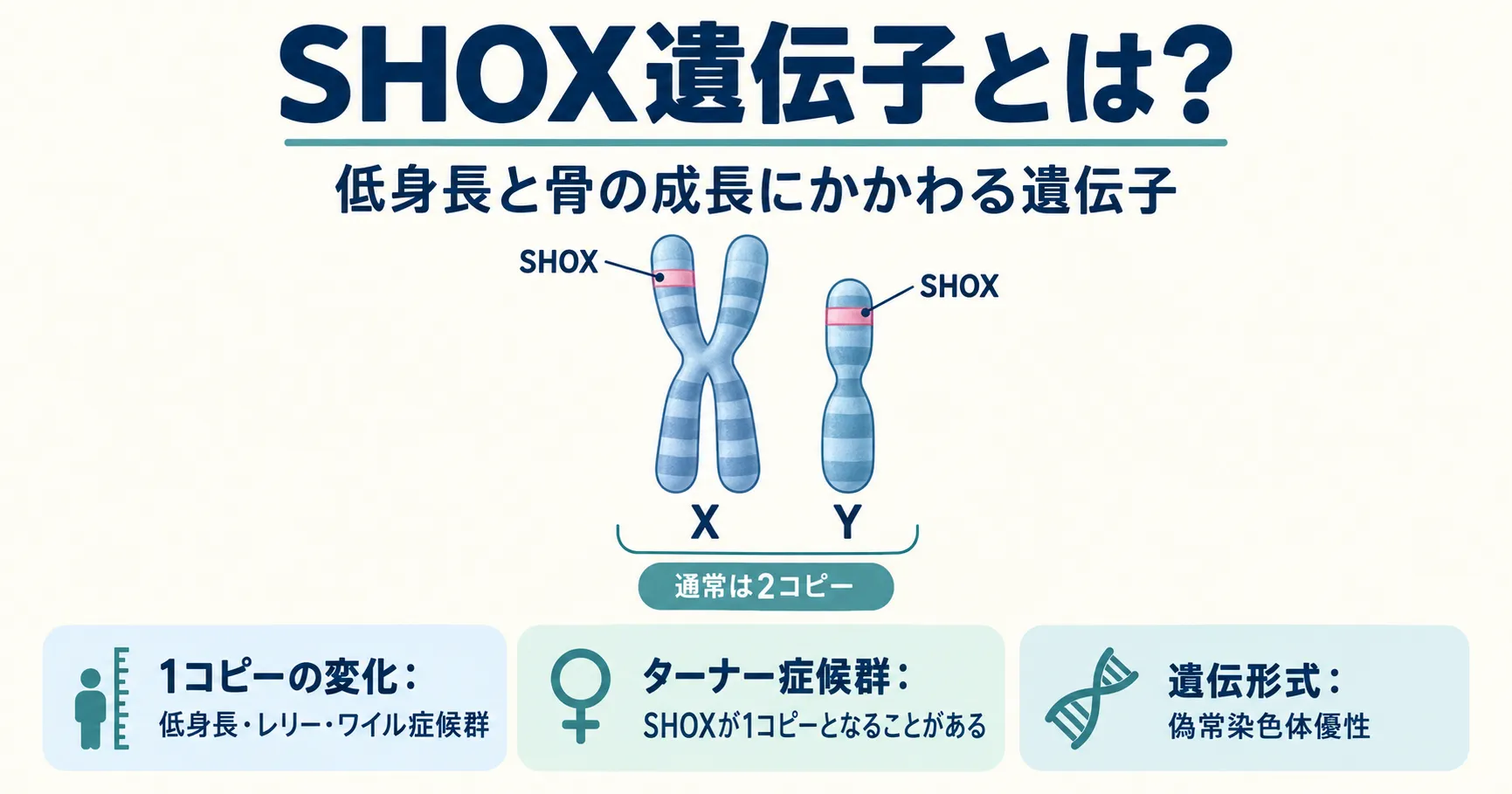 SHOX遺伝子の位置・働き・関連疾患をまとめたインフォグラフィック