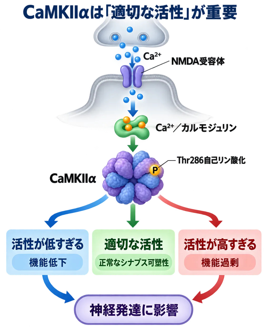 NMDA受容体から流入したCa²⁺がカルモジュリンを介してCaMKIIαを活性化し、活性の低下と過剰のどちらも神経発達に影響する仕組み