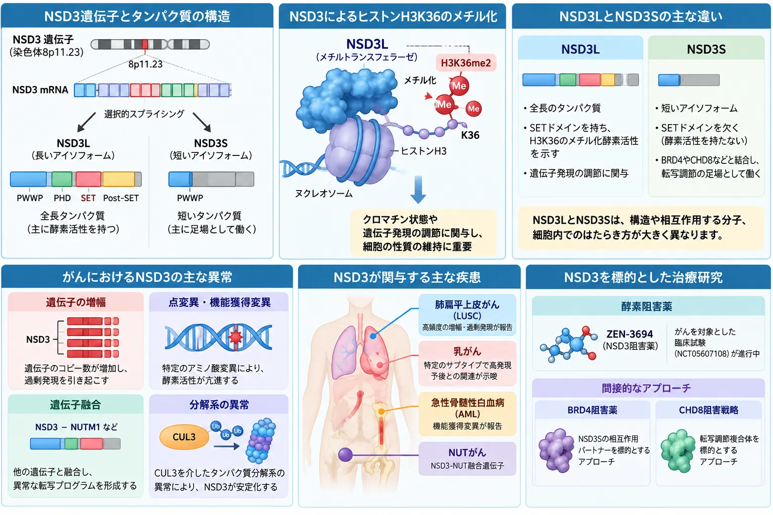 NSD3遺伝子から生じるNSD3L・NSD3Sアイソフォーム、H3K36me2形成、がんでの遺伝子増幅・変異・融合と治療研究を示す模式図