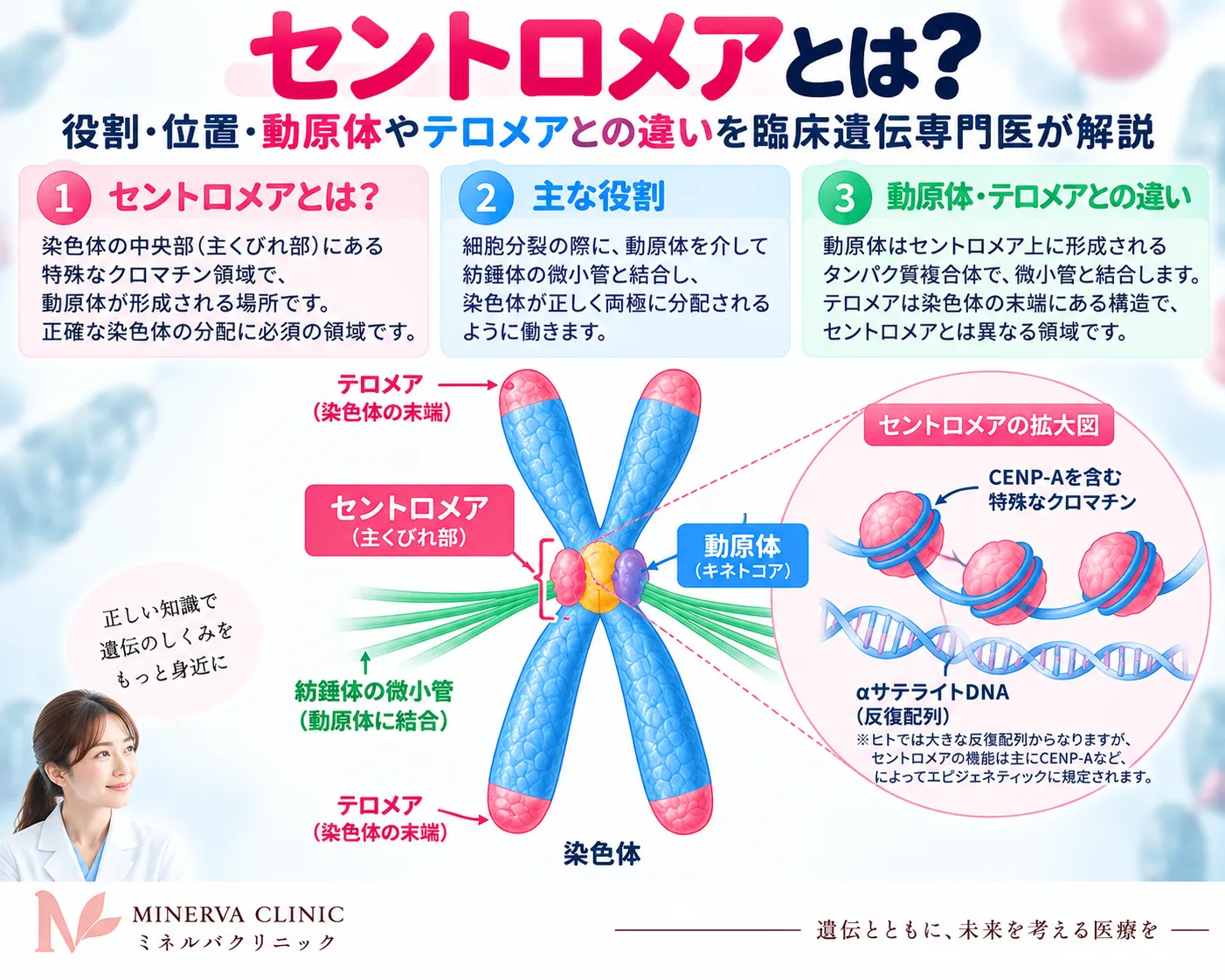 セントロメアの位置と役割、動原体・紡錘体微小管との関係、テロメアとの違いを示すインフォグラフィック