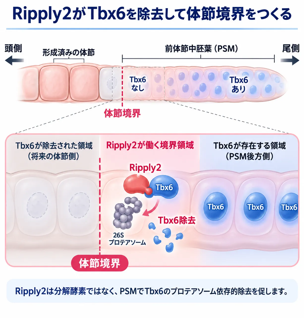 Ripply2が前体節中胚葉（PSM）でTbx6のプロテアソーム依存的除去を促し、Tbx6が存在する後方領域と除去された前方領域の境界に体節境界を形成する仕組みを示す模式図