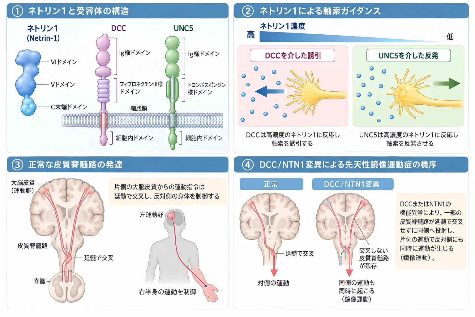 ネトリン1とDCC・UNC5受容体による軸索ガイダンス、正常な皮質脊髄路の交叉、DCC・NTN1変異による先天性鏡像運動症の機序を示す模式図