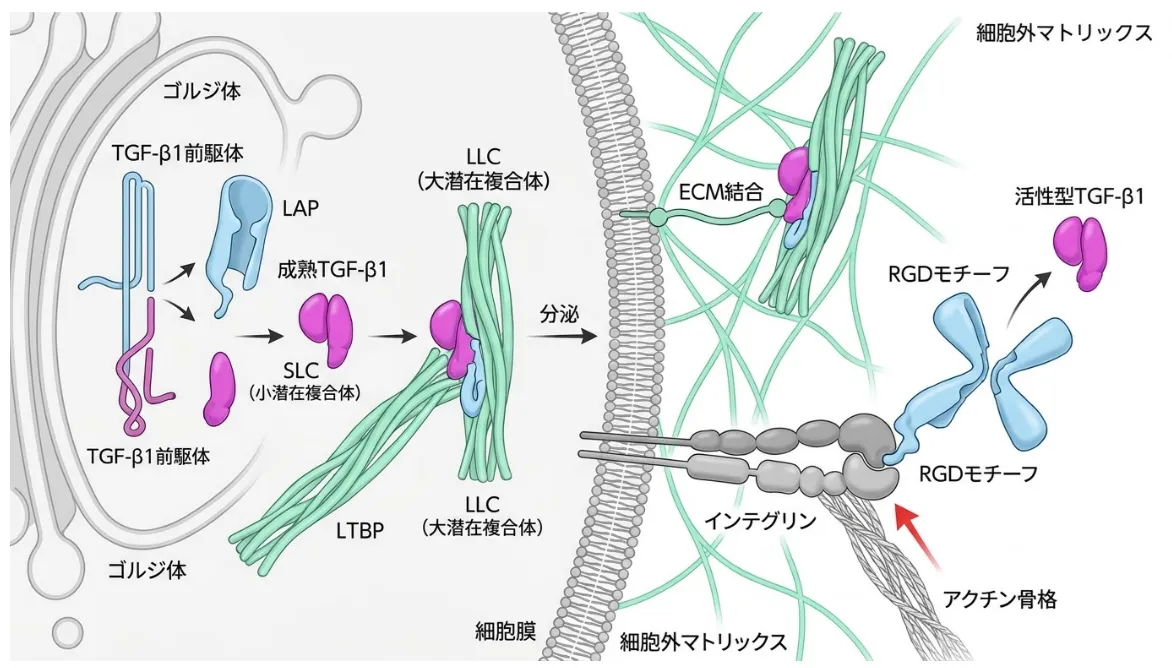 TGF-β1前駆体がゴルジ体でLAPと成熟TGF-β1に切断され、SLC（小潜在複合体）を経てLTBPと結合しLLC（大潜在複合体）を形成、分泌後に細胞外マトリックスへ係留され、インテグリンがRGDモチーフを介しアクチン骨格の牽引力でLAPを引き剥がして活性型TGF-β1を放出する活性化機構の模式図