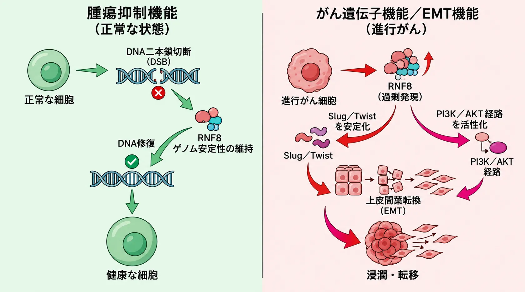 RNF8の二面性を示す図。左(正常状態)ではRNF8がDNA二重鎖切断(DSB)を修復してゲノム安定性を保ち健康な細胞を維持する腫瘍抑制機能、右(進行がん)ではRNF8の過剰発現がSlug/Twistの安定化やPI3K/AKT経路の活性化を介してEMTを促進し浸潤・転移を引き起こすがん促進機能を対比している