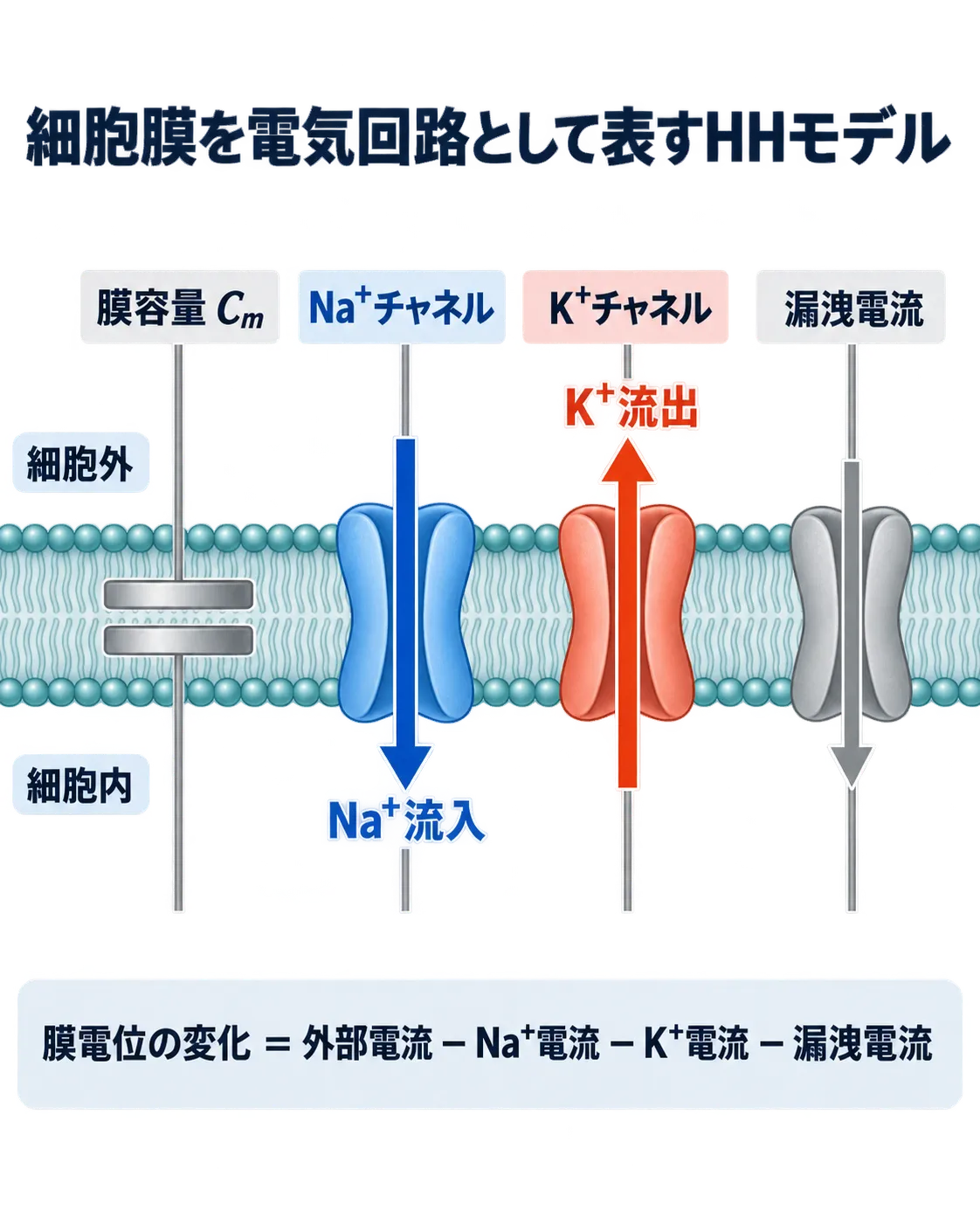 ホジキン・ハクスレーモデルにおける膜容量、Na⁺流入、K⁺流出、漏洩電流の関係を示す細胞膜模式図