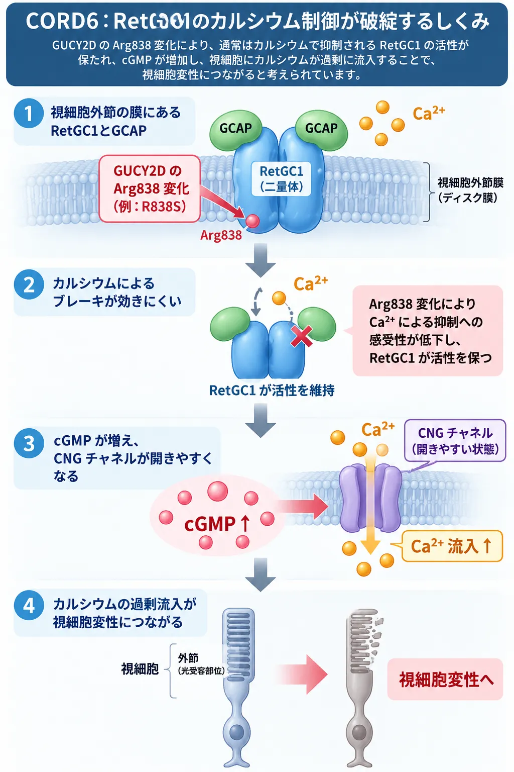 CORD6でGUCY2DのArg838変化によりRetGC1のカルシウム制御が低下し、cGMP増加、CNGチャネルを介したCa²⁺流入増加から視細胞変性に至る仕組み