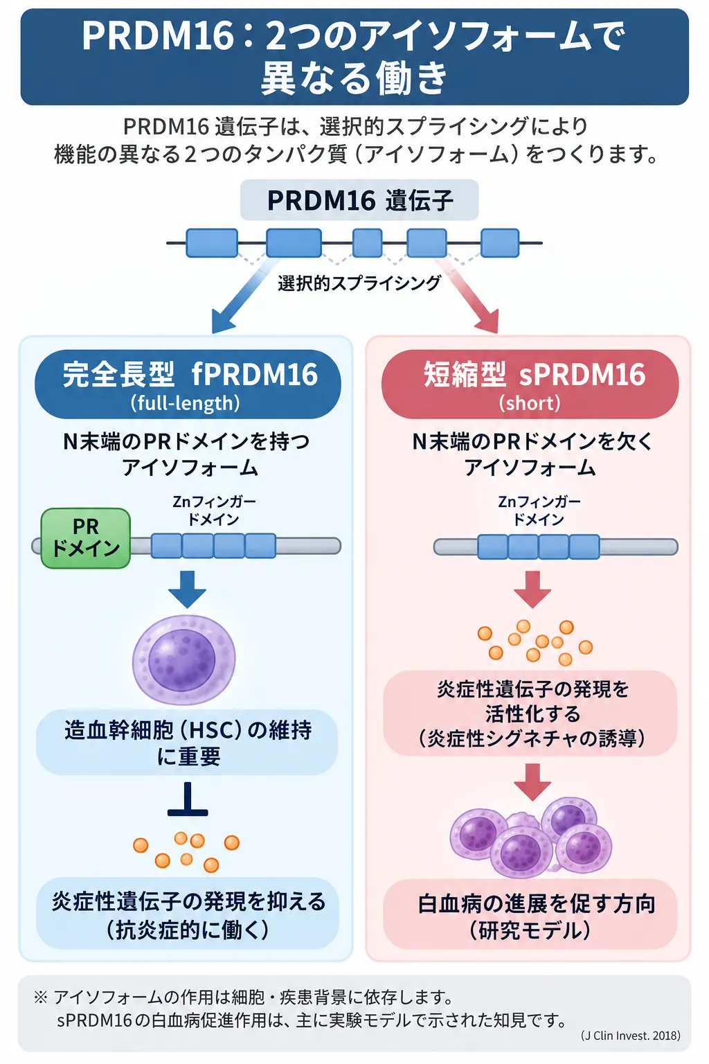 PRDM16遺伝子から生じる完全長型fPRDM16と短縮型sPRDM16を比較し、PRドメインの有無によって造血幹細胞の維持・炎症性遺伝子発現・白血病促進作用が異なることを示す模式図