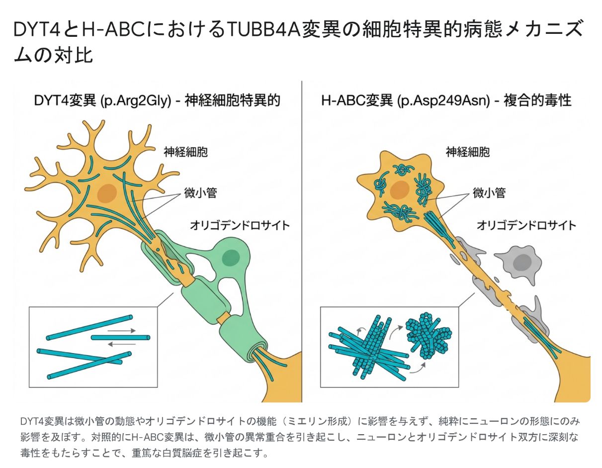 DYT4変異（p.Arg2Gly）とH-ABC変異（p.Asp249Asn）の細胞への影響を左右で比較した図。左のDYT4では、神経細胞（ニューロン）の形態のみが変化し、微小管の伸び縮み（動態）は正常で、隣接するオリゴデンドロサイトの形態やミエリン形成には影響がない。右のH-ABCでは、微小管が異常に重合・凝集し、神経細胞とオリゴデンドロサイト双方に毒性が及んで、ミエリンをつくる細胞の構造が崩れている様子を示す。