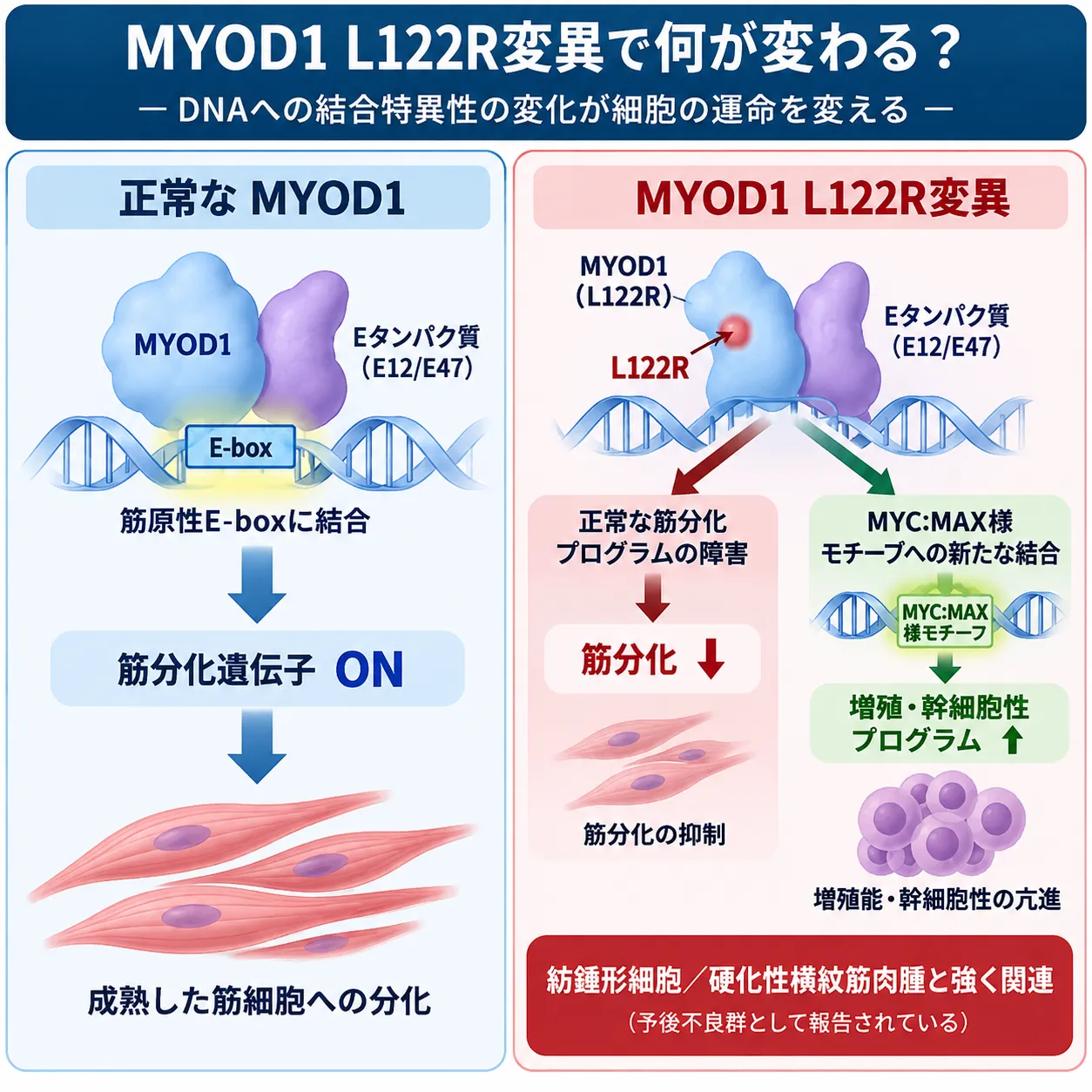 正常なMYOD1がEタンパク質と二量体を形成して筋原性E-boxに結合し筋分化を促す一方、MYOD1 L122R変異では正常な筋分化が障害され、MYC:MAX様モチーフへの結合を介して増殖・幹細胞性プログラムが亢進する仕組みを比較した模式図