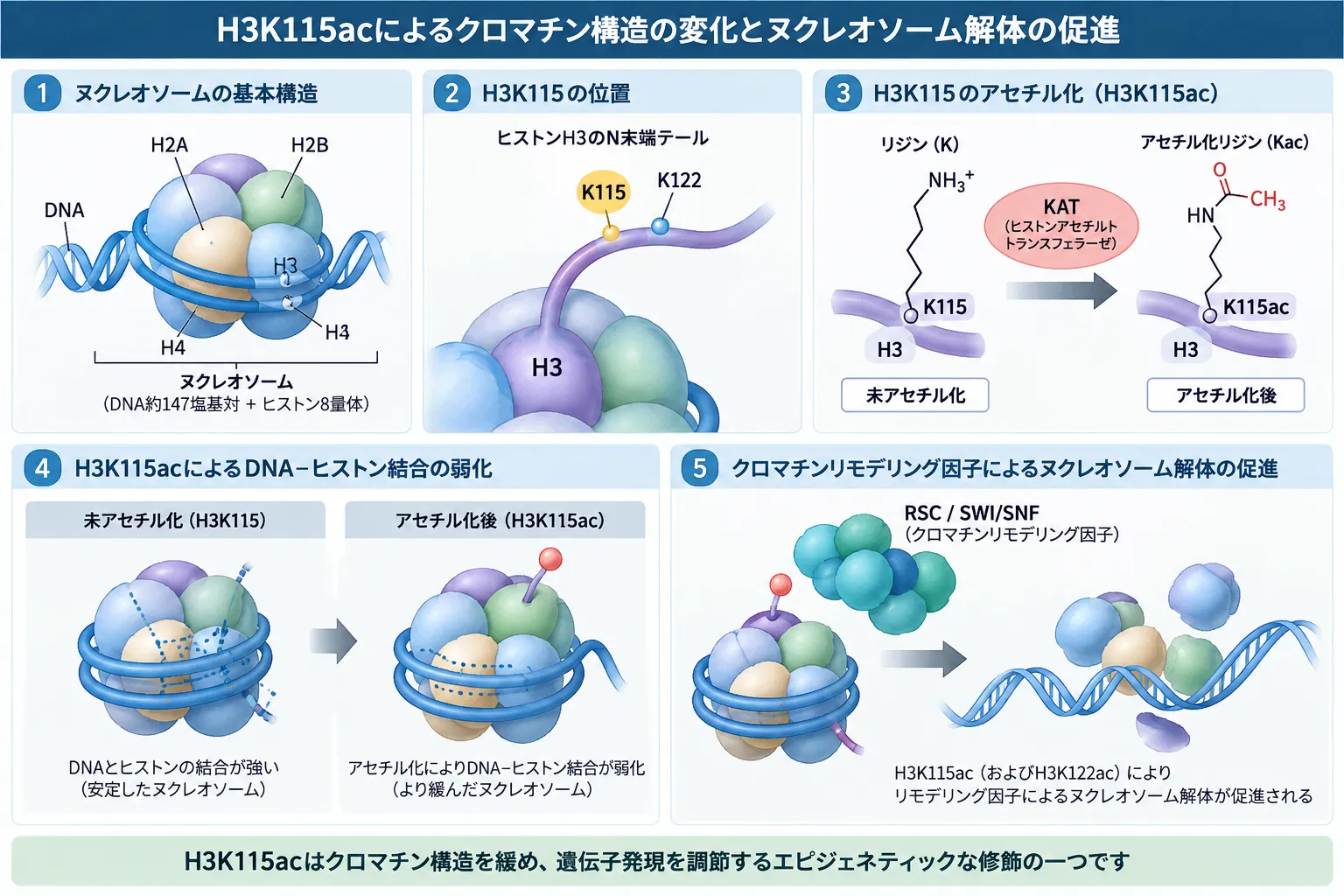H3K115acがヌクレオソームのダイアド付近でDNAとヒストンの結合を弱め、RSC・SWI/SNFによるヌクレオソーム解体を促進する仕組みを示す模式図