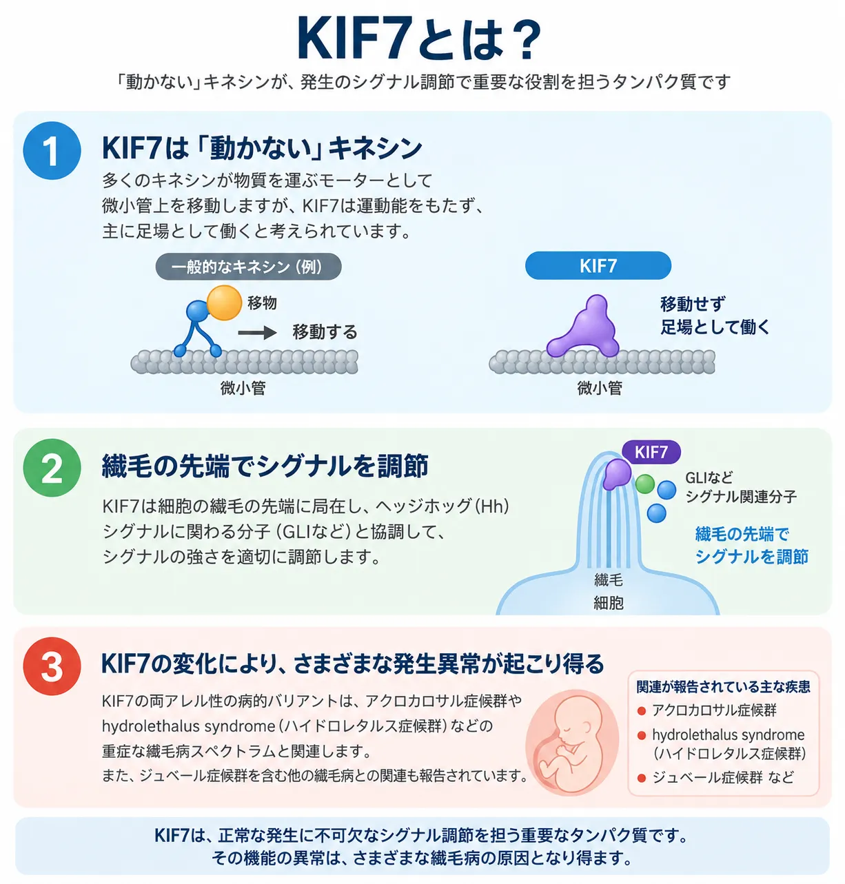KIF7の機能と関連疾患を示す模式図。一般的なキネシンが微小管上を移動するのに対し、KIF7は運動能を持たず足場として働くこと、一次繊毛の先端でGLIなどのヘッジホッグシグナル関連分子を調節すること、両アレル性病的バリアントがアクロカロサル症候群やhydrolethalus syndromeなどの繊毛病スペクトラムと関連することを示す。
