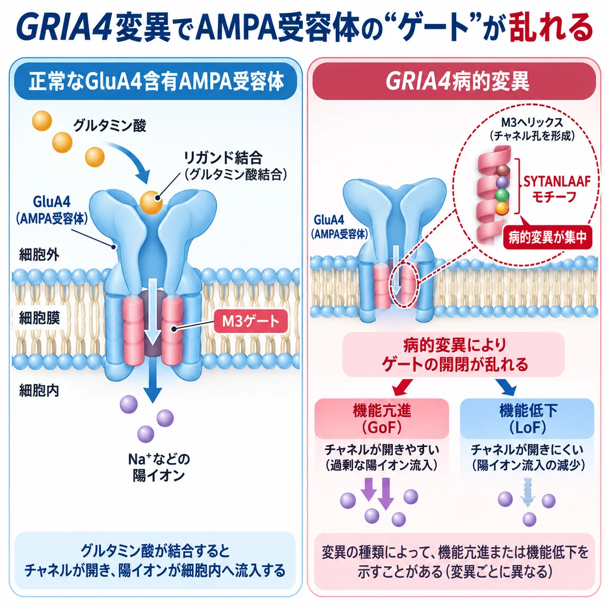 GRIA4病的バリアントによりGluA4を含むAMPA受容体のM3ヘリックスとSYTANLAAFモチーフ周辺のゲート機能が変化し、機能亢進（GoF）または機能低下（LoF）を生じる仕組みを正常と比較した模式図