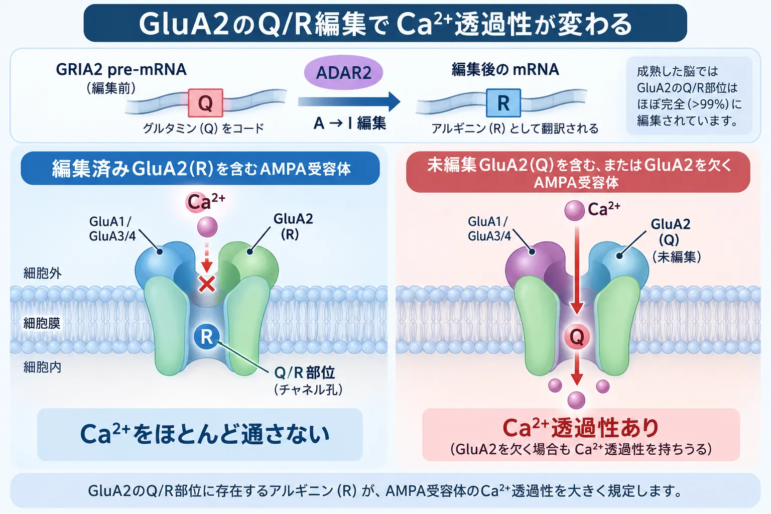 GRIA2のGluA2 Q/R RNA編集とAMPA受容体のカルシウム透過性を示す模式図。ADAR2によるAからIへの編集でグルタミン（Q）がアルギニン（R）として翻訳され、編集済みGluA2を含むAMPA受容体ではCa2+透過性が低下する一方、未編集GluA2またはGluA2を欠く受容体ではCa2+を通しやすくなる