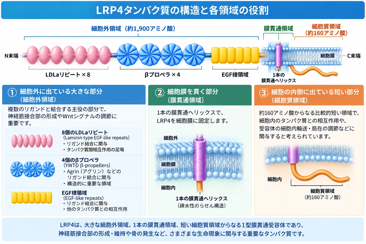 LRP4タンパク質の構造を示す模式図。細胞外領域の8個のLDLaリピート、4個のβプロペラ、EGF様領域、細胞膜を貫く1本の膜貫通ヘリックス、細胞内に伸びる短い細胞質領域を示す