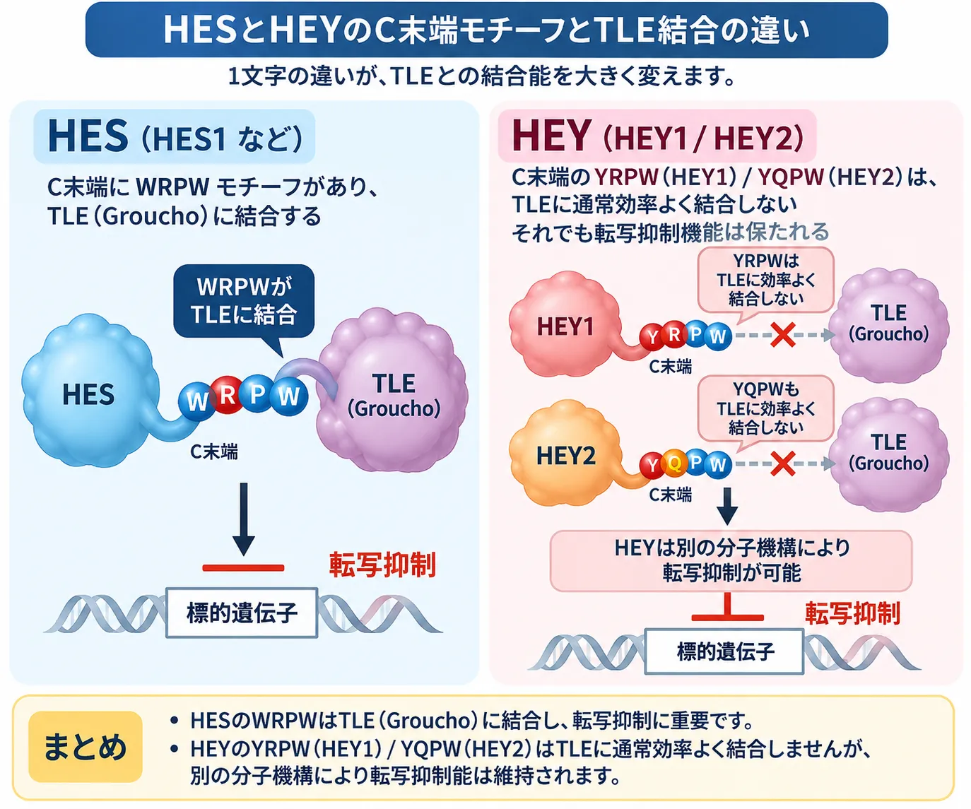 HESのWRPWモチーフがTLE（Groucho）に結合して転写抑制を促す一方、HEY1のYRPWとHEY2のYQPWは通常TLEに効率よく結合せず、これらのモチーフを欠失してもHEYの転写抑制活性が保たれる違いを比較した模式図