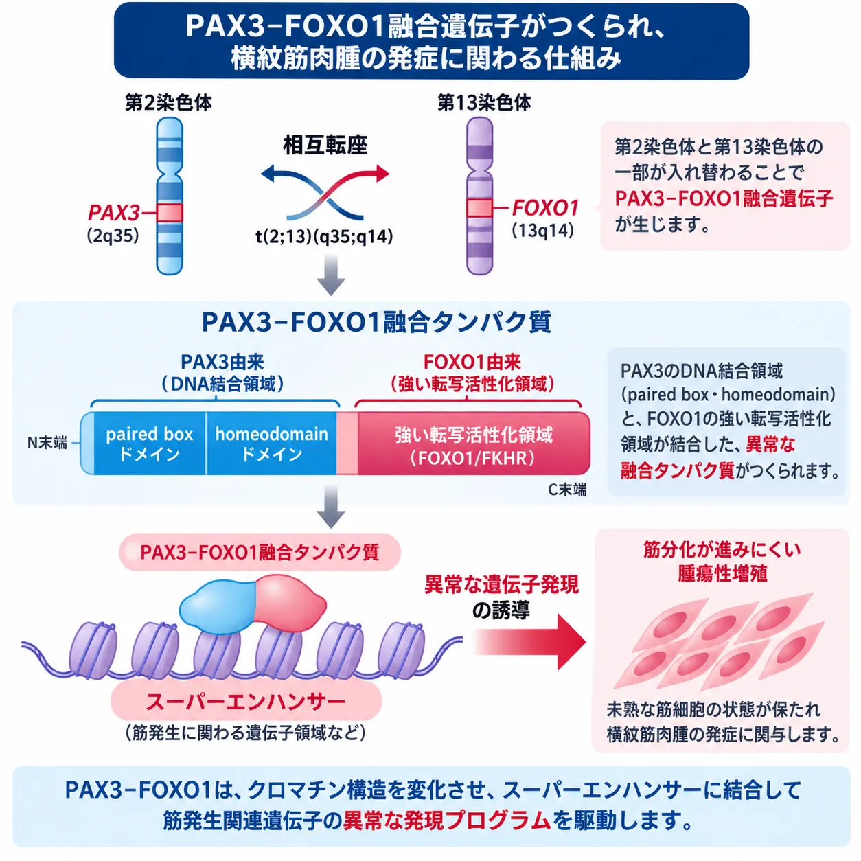 PAX3-FOXO1融合遺伝子による横紋筋肉腫の発症機序 PAX3-FOXO1融合遺伝子が第2染色体と第13染色体の相互転座で生じ、PAX3由来DNA結合領域とFOXO1由来転写活性化領域をもつ融合タンパク質がスーパーエンハンサーを介して異常な遺伝子発現を誘導し、横紋筋肉腫の発症に関わる仕組みを示す模式図