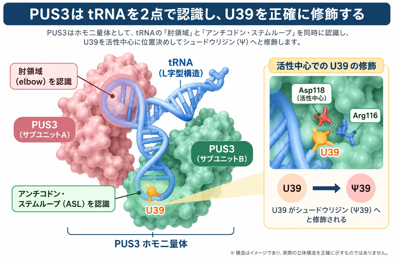 PUS3ホモ二量体がtRNAの肘領域とアンチコドン・ステムループを認識し、活性中心のAsp118付近でU39をシュードウリジン（Ψ39）へ修飾する仕組みを示した模式図