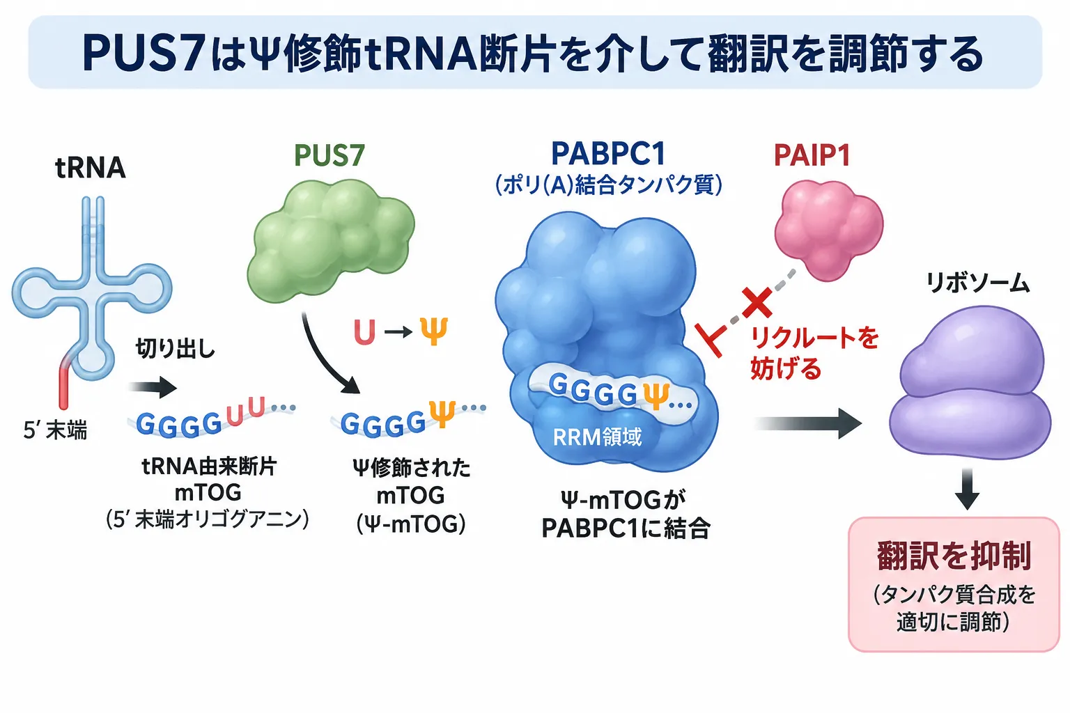 PUS7がtRNA由来断片mTOGをシュードウリジン化し、Ψ-mTOGがPABPC1に結合してPAIP1のリクルートを妨げ、翻訳を抑制する仕組みを示す模式図