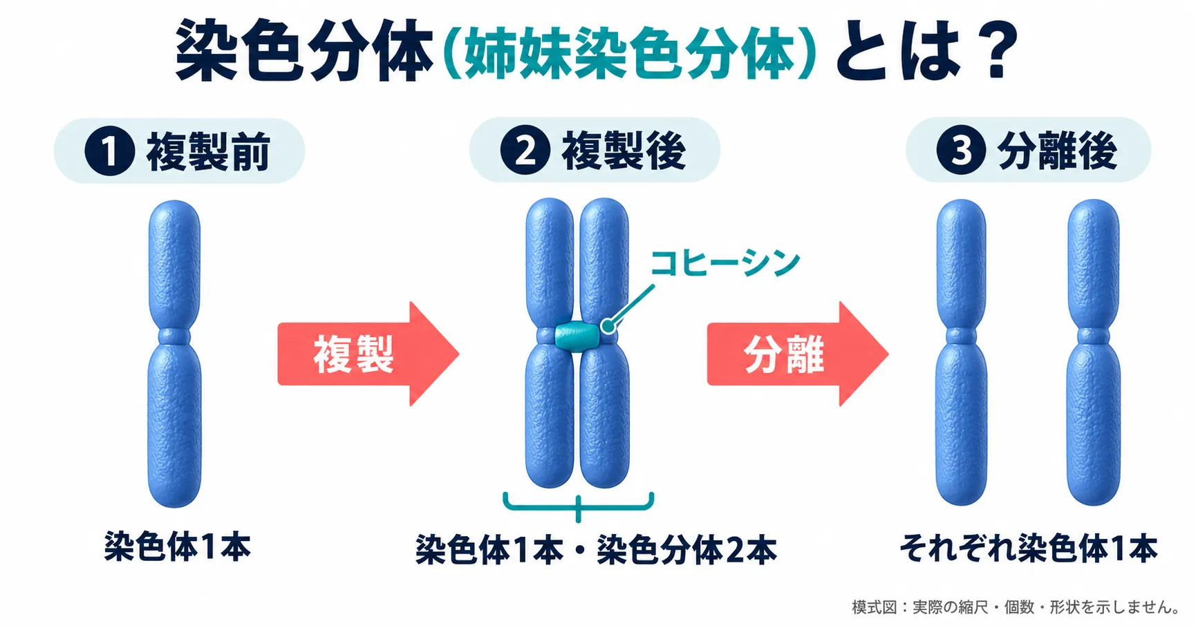 染色分体（姉妹染色分体）の仕組みを示すインフォグラフィック