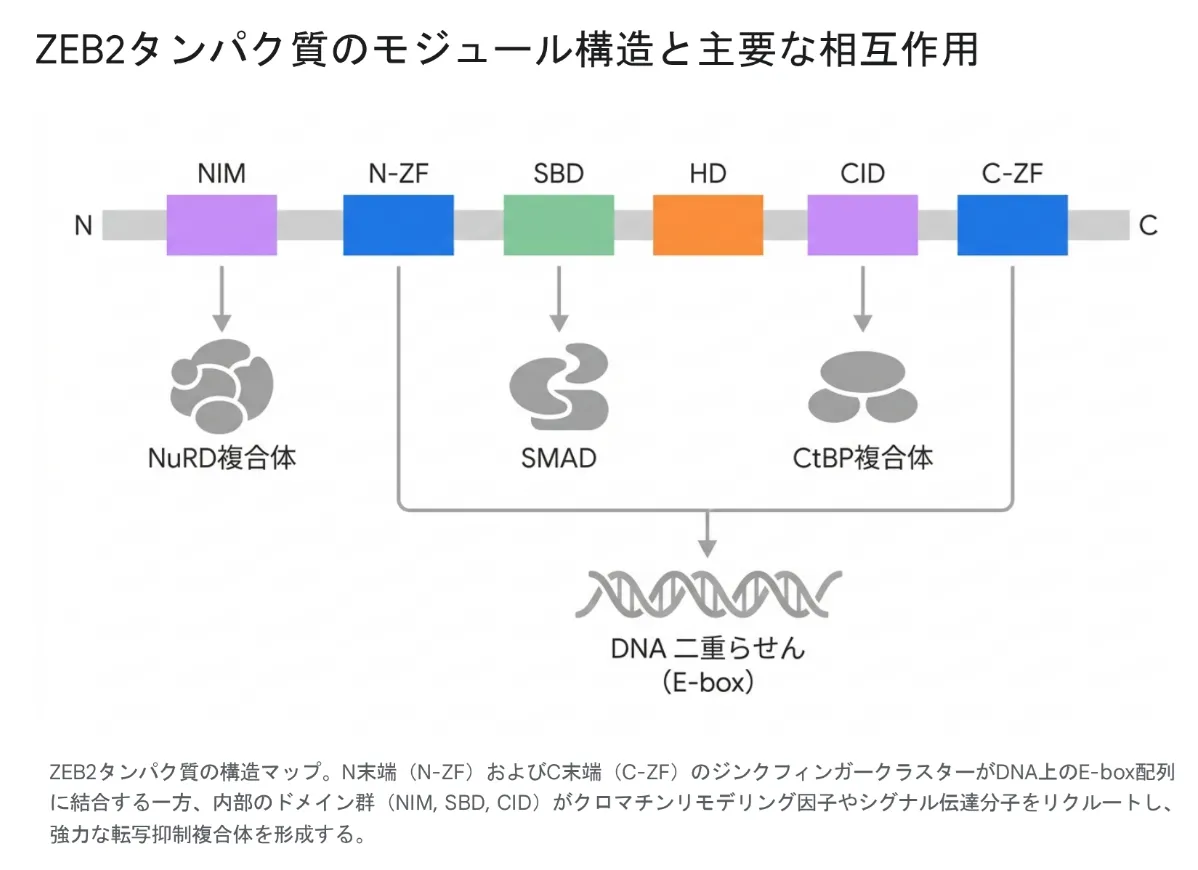 ZEB2タンパク質の構造を示す模式図。N末端からC末端まで一本のタンパク質鎖上に、NIM・N-ZF・SBD・HD・CID・C-ZFの6つの機能ドメインが並ぶ。両端のジンクフィンガー(N-ZFとC-ZF)はDNAのE-box配列に結合し、NIMはNuRD複合体を、SBDはSMADを、CIDはCtBP複合体をそれぞれ引き寄せて、強力な転写抑制複合体を形成する。