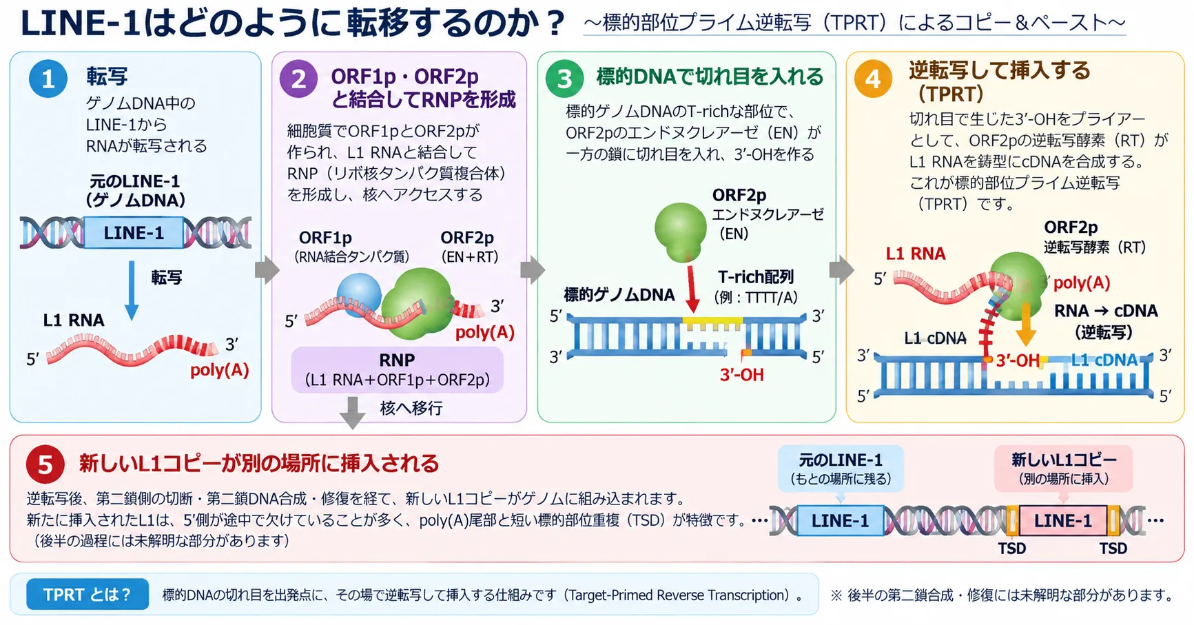 LINE-1がRNAへ転写され、ORF1p・ORF2pとRNPを形成し、標的DNAを切断してTPRTにより逆転写・挿入される仕組み