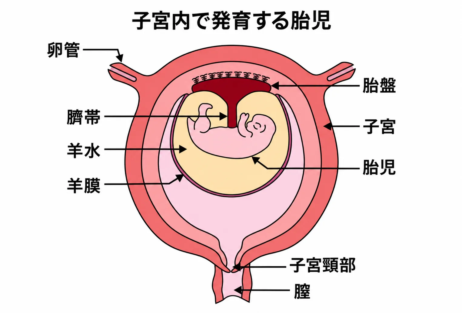 子宮内で発育する胎児と、胎盤、臍帯、羊水、羊膜、子宮頸部などの位置関係を示す模式図