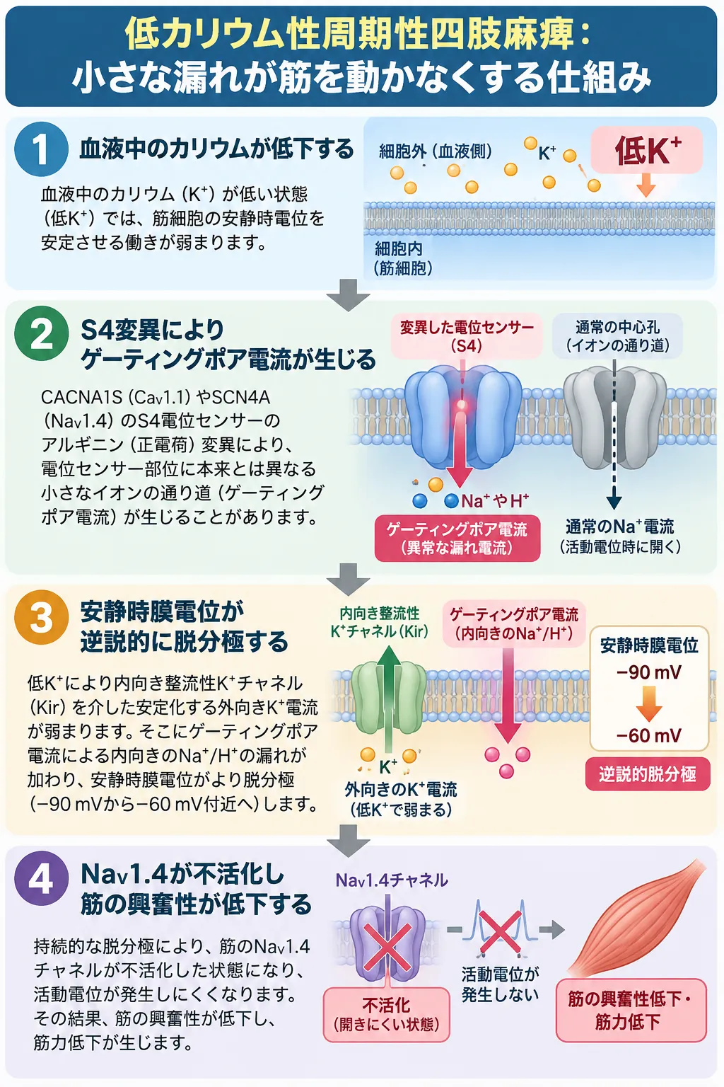 低カリウム性周期性四肢麻痺で、低カリウム状態とCACNA1S・SCN4AのS4電圧センサー変異によるゲーティングポア電流が逆説的脱分極を引き起こし、NaV1.4の不活性化から筋の興奮性低下・筋力低下につながる仕組みを示す模式図