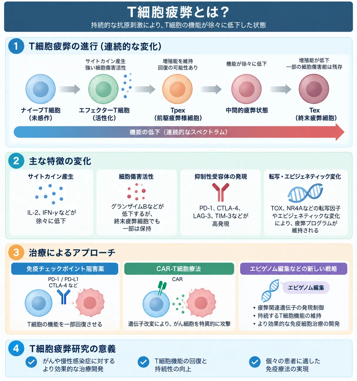 T細胞疲弊の進行と治療アプローチを示す模式図。ナイーブT細胞からエフェクターT細胞、Tpex、中間的疲弊状態、終末疲弊T細胞(Tex)へと進む過程と、サイトカイン産生・細胞傷害活性の低下、PD-1などの抑制性受容体、TOX・NR4Aなどの転写・エピジェネティック変化、免疫チェックポイント阻害薬・CAR-T細胞療法・エピゲノム編集との関係を示す。