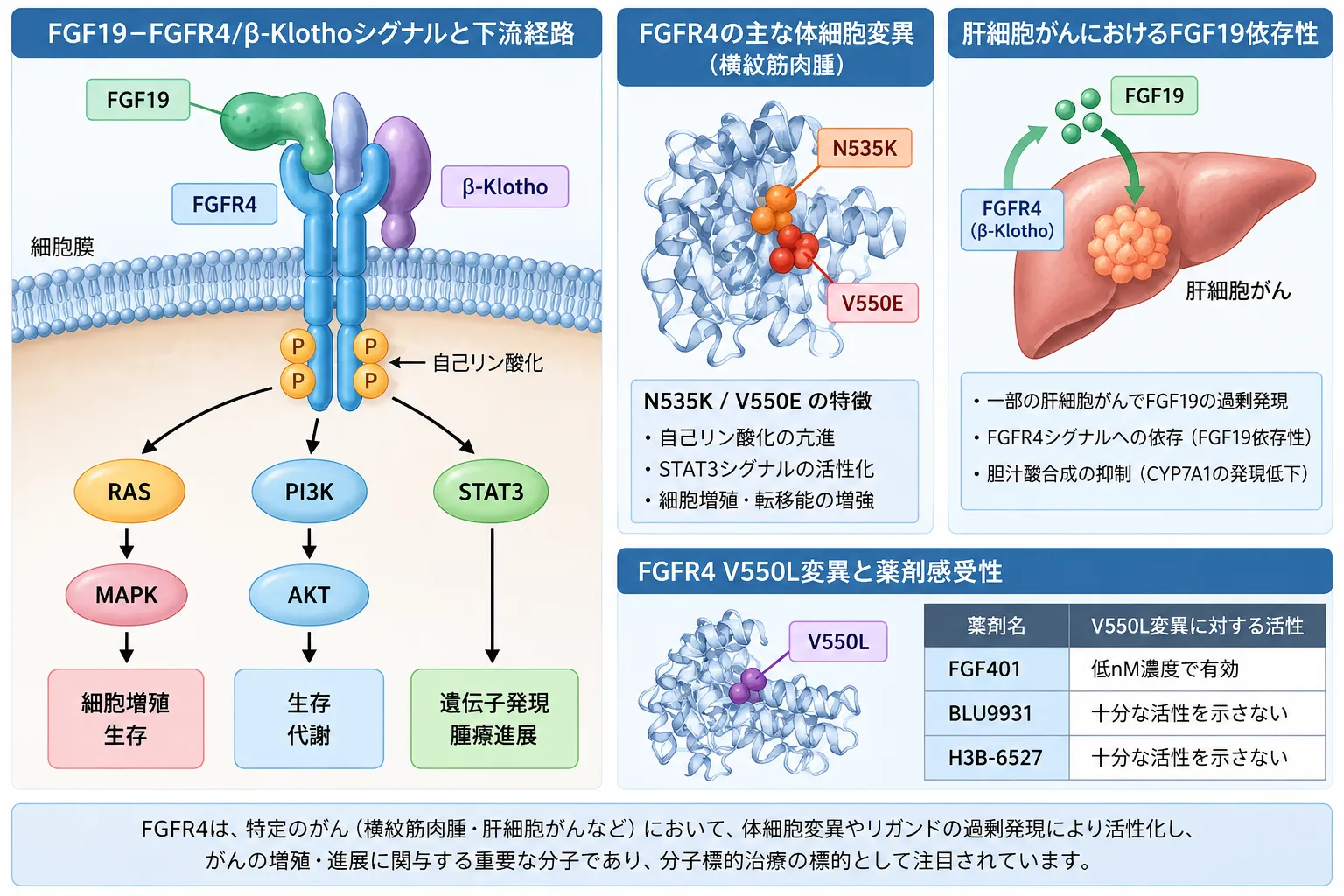 FGF19-FGFR4/β-KlothoシグナルとRAS-MAPK・PI3K-AKT・STAT3下流経路、横紋筋肉腫のN535K・V550E変異、肝細胞がんのFGF19依存性、V550L変異による薬剤感受性を示す模式図