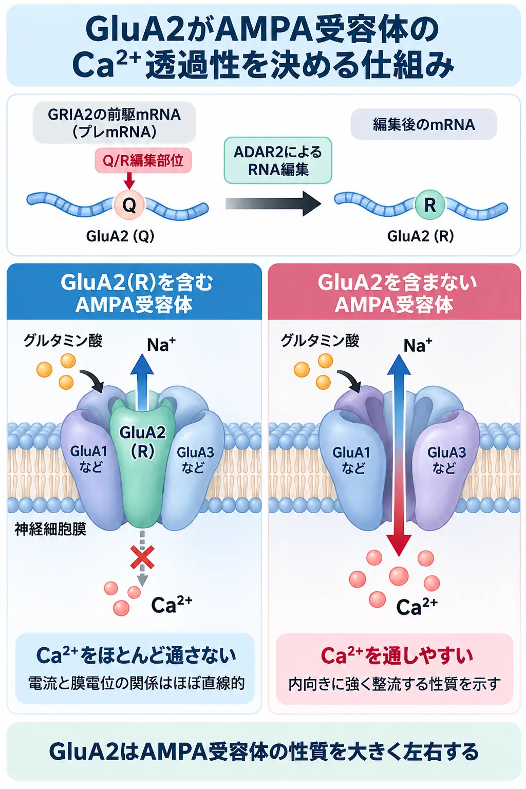 GRIA2のQ/R RNA編集によりGluA2(R)を含むAMPA受容体ではCa²⁺透過性が低下し、GluA2を含まないAMPA受容体ではCa²⁺を通しやすくなる仕組みを比較した模式図