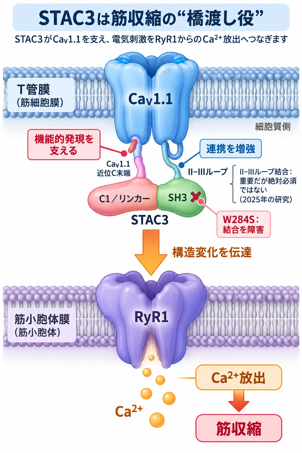 STAC3がT管膜のCaV1.1を支え、RyR1への構造変化の伝達とカルシウム放出を介して骨格筋収縮につなげる興奮収縮連関の模式図