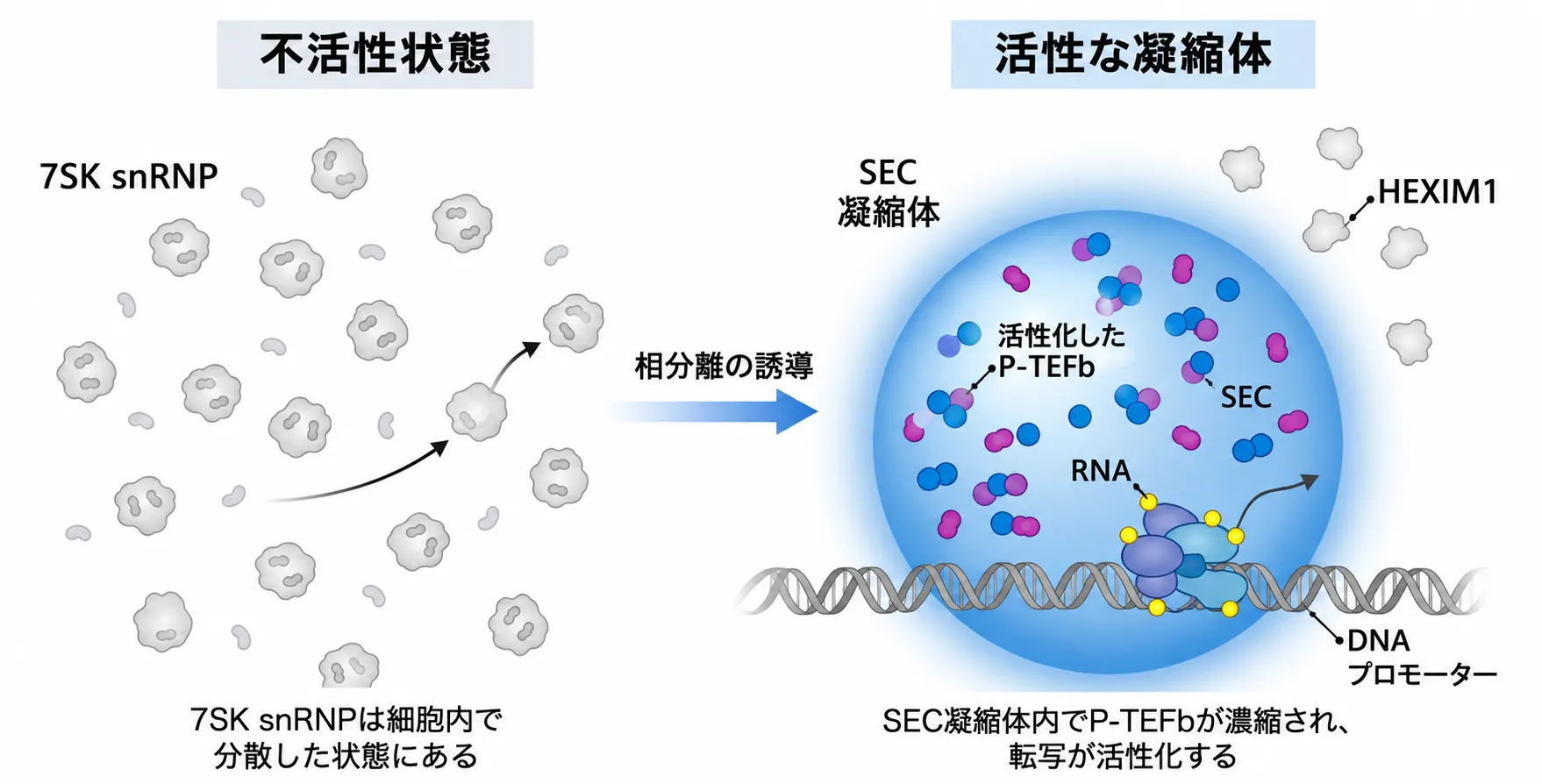 不活性状態で細胞内に分散した7SK snRNPが、相分離の誘導によって活性なSEC凝縮体を形成し、内部に活性化P-TEFbを濃縮してDNAプロモーター上の転写を活性化するしくみを示す模式図