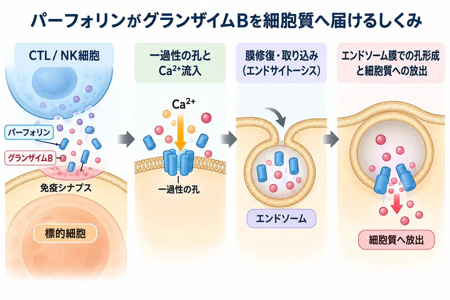 パーフォリンがCTL・NK細胞から放出され、標的細胞膜に一過性の孔を形成してCa²⁺流入と膜修復・エンドサイトーシスを誘導し、エンドソーム膜の孔形成を介してグランザイムBを細胞質へ放出する仕組み