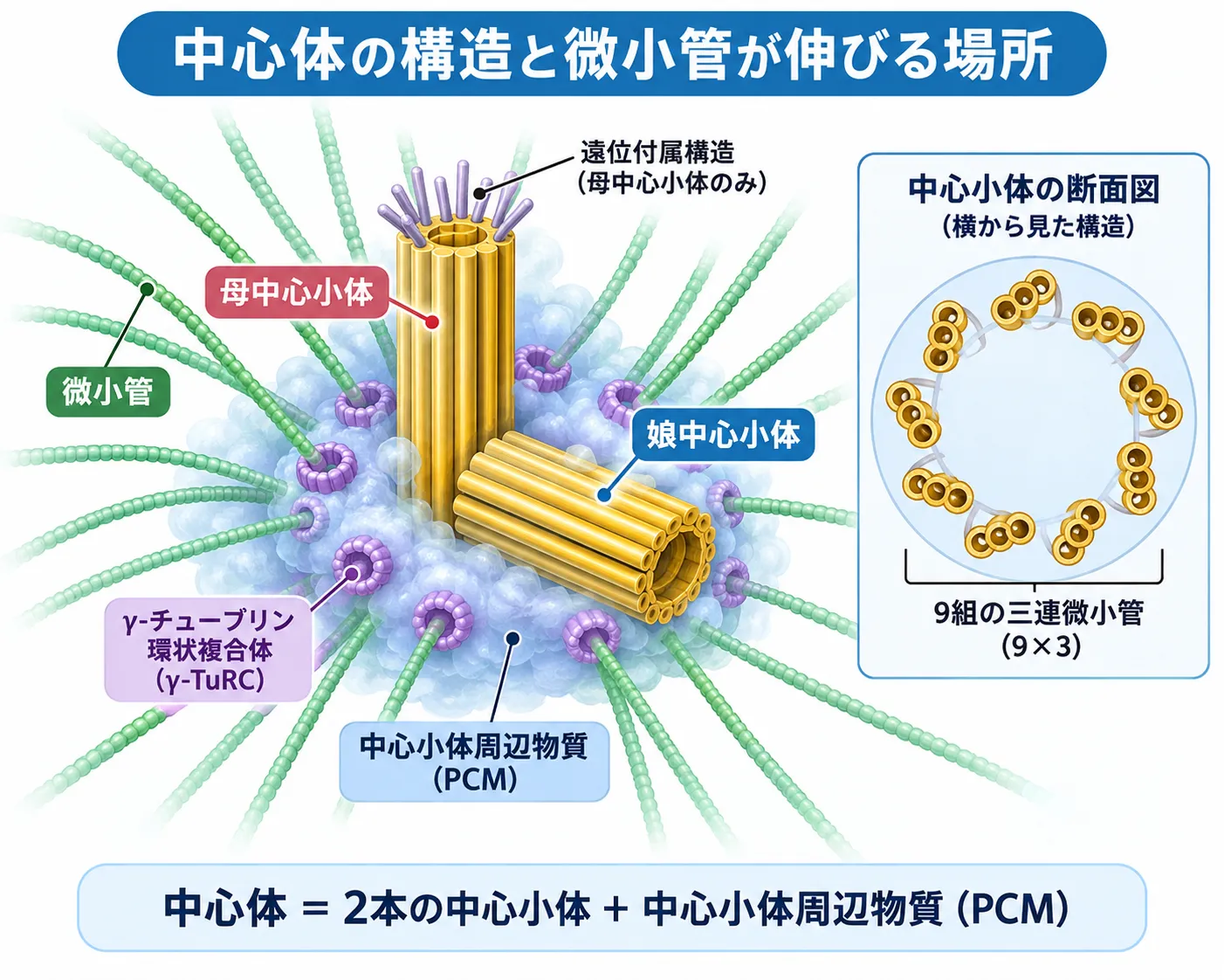 中心体の構造と微小管形成の仕組み 中心体を構成する母中心小体と娘中心小体、中心小体周辺物質(PCM)、γチューブリン環状複合体(γ-TuRC)から放射状に伸びる微小管、および中心小体の9組の三連微小管構造を示した模式図