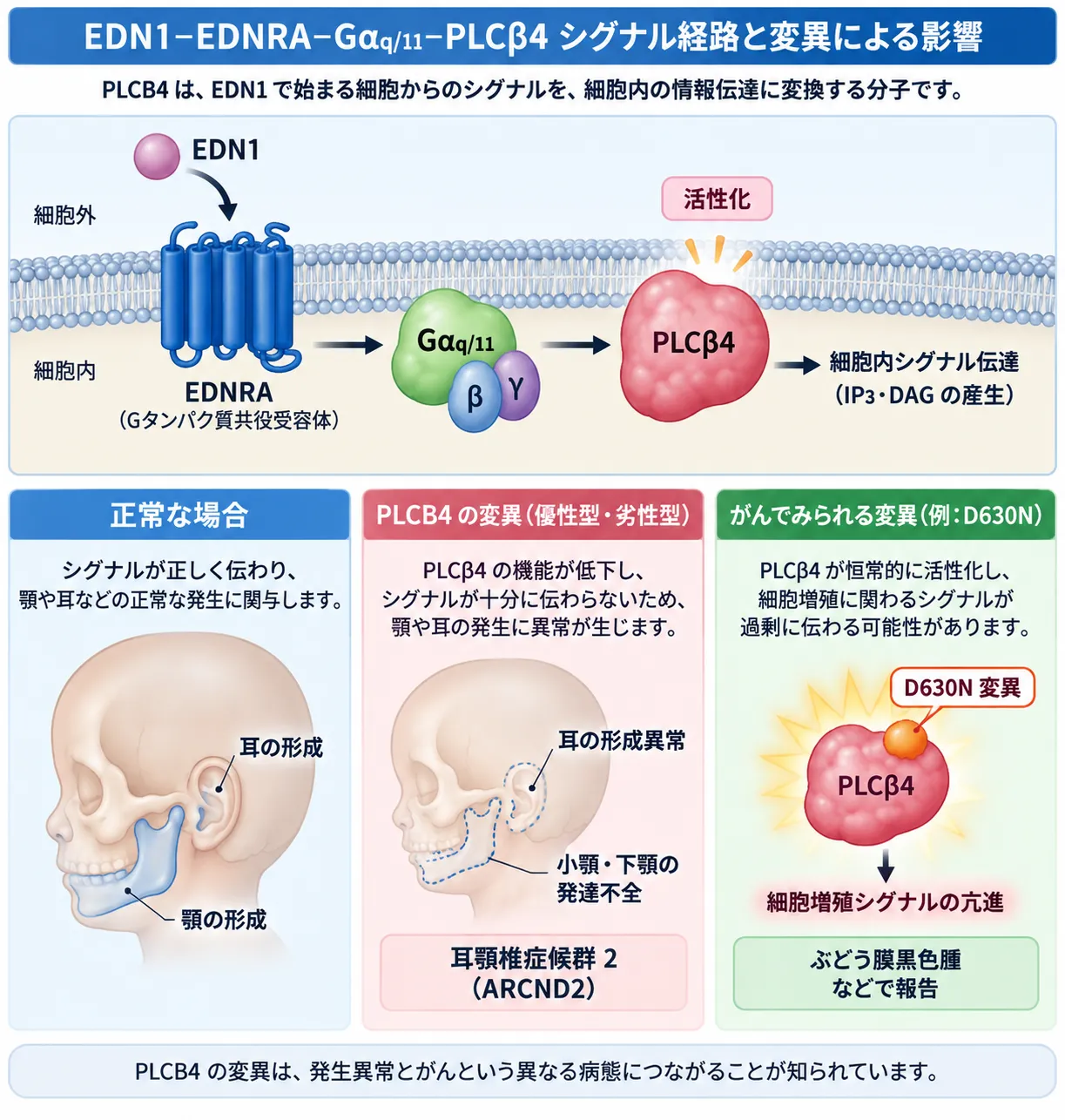 EDN1がEDNRAに結合しGαq/11を介してPLCβ4を活性化する正常なシグナル伝達と、PLCB4の優性型ドミナントネガティブ変異・劣性型機能喪失変異によってシグナルが低下し、下顎や耳の形成異常から耳介下顎症候群2型につながる仕組みを示した模式図