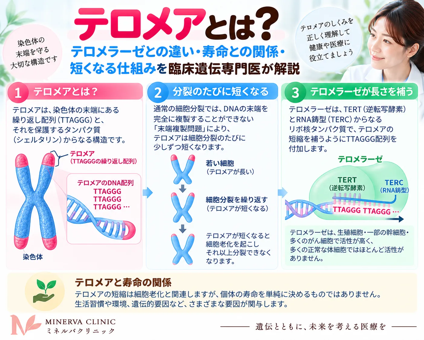 テロメアとは?構造・短縮・テロメラーゼとの関係 テロメアの構造、細胞分裂に伴う短縮、テロメラーゼによる維持、老化・がん・短テロメア症候群との関係を示すインフォグラフィック