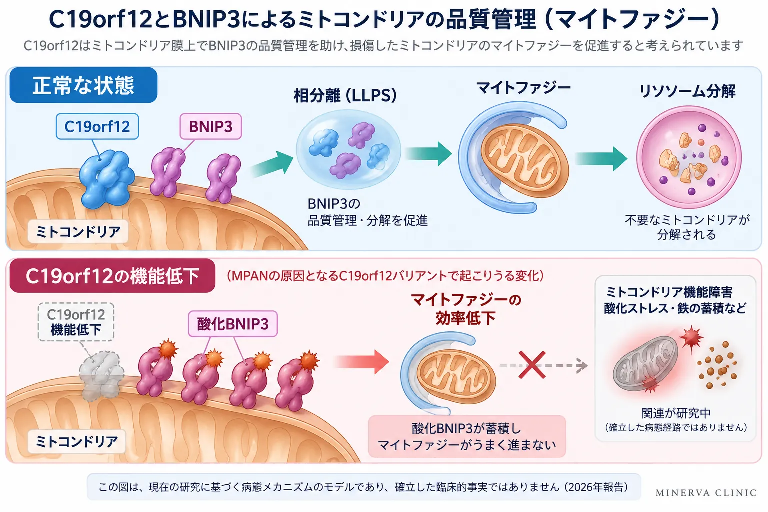 C19orf12とBNIP3によるミトコンドリア品質管理とマイトファジーの模式図。正常ではC19orf12がBNIP3の品質管理を介してマイトファジーとリソソーム分解を促進し、C19orf12機能低下では酸化BNIP3が蓄積してマイトファジー効率が低下する研究モデルを示す