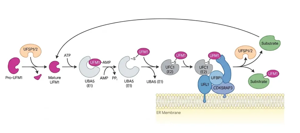 UFMylationの一連の流れを示した模式図。左から、前駆体(Pro-UFM1)がプロテアーゼUFSP1/2により切断されて成熟型UFM1になる。成熟型UFM1はATPの存在下でUBA5(E1)にアデニル化(AMP付加)され、AMPとピロリン酸(PPi)を放出してUBA5とチオエステル結合を形成する。次にUFM1はUFC1(E2)へ受け渡され、続いて小胞体(ER)膜上のUFL1・UFBP1・CDK5RAP3からなるE3リガーゼ複合体を介して基質(Substrate)のリジン残基へ結合する。基質に付いたUFM1はUFSP1/2によって切り離され(脱UFMylation)、UFM1は再び成熟型として再利用される。