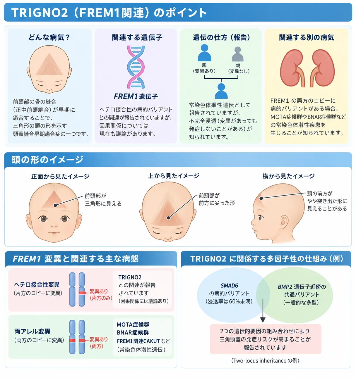 TRIGNO2とFREM1の関係を示す模式図。前頭縫合早期癒合による三角頭蓋の形、FREM1ヘテロ接合性変化との関連、不完全浸透、両アレル病的変異によるMOTA症候群・BNAR症候群などの関連疾患を示す。
