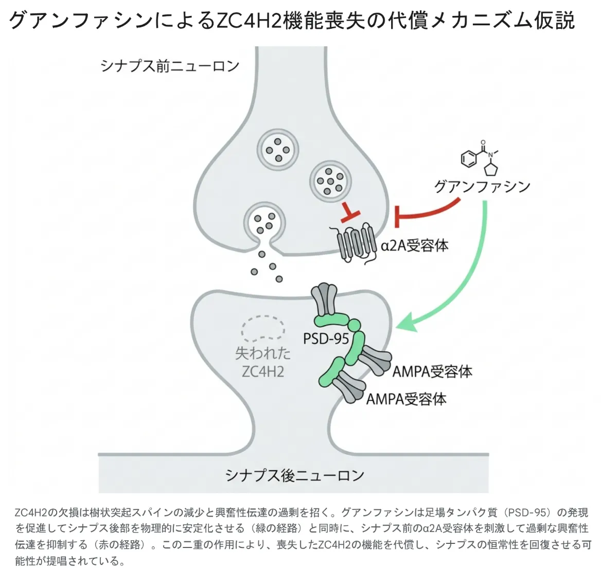 シナプスの模式図。上のシナプス前ニューロンから下のシナプス後ニューロンへ神経伝達物質が放出される様子を示す。シナプス後部ではZC4H2の欠損（点線で「失われたZC4H2」と表示）により樹状突起スパインが不安定化している。右側のグアンファシンから2本の経路が伸び、赤い経路はシナプス前のα2A受容体を介して過剰な興奮性伝達を抑え、緑の経路は足場タンパク質PSD-95の発現を促してAMPA受容体を含むシナプス後部構造を安定化させる。この二重作用で失われたZC4H2機能を代償し、シナプスの恒常性回復を目指す治療仮説を表した図。