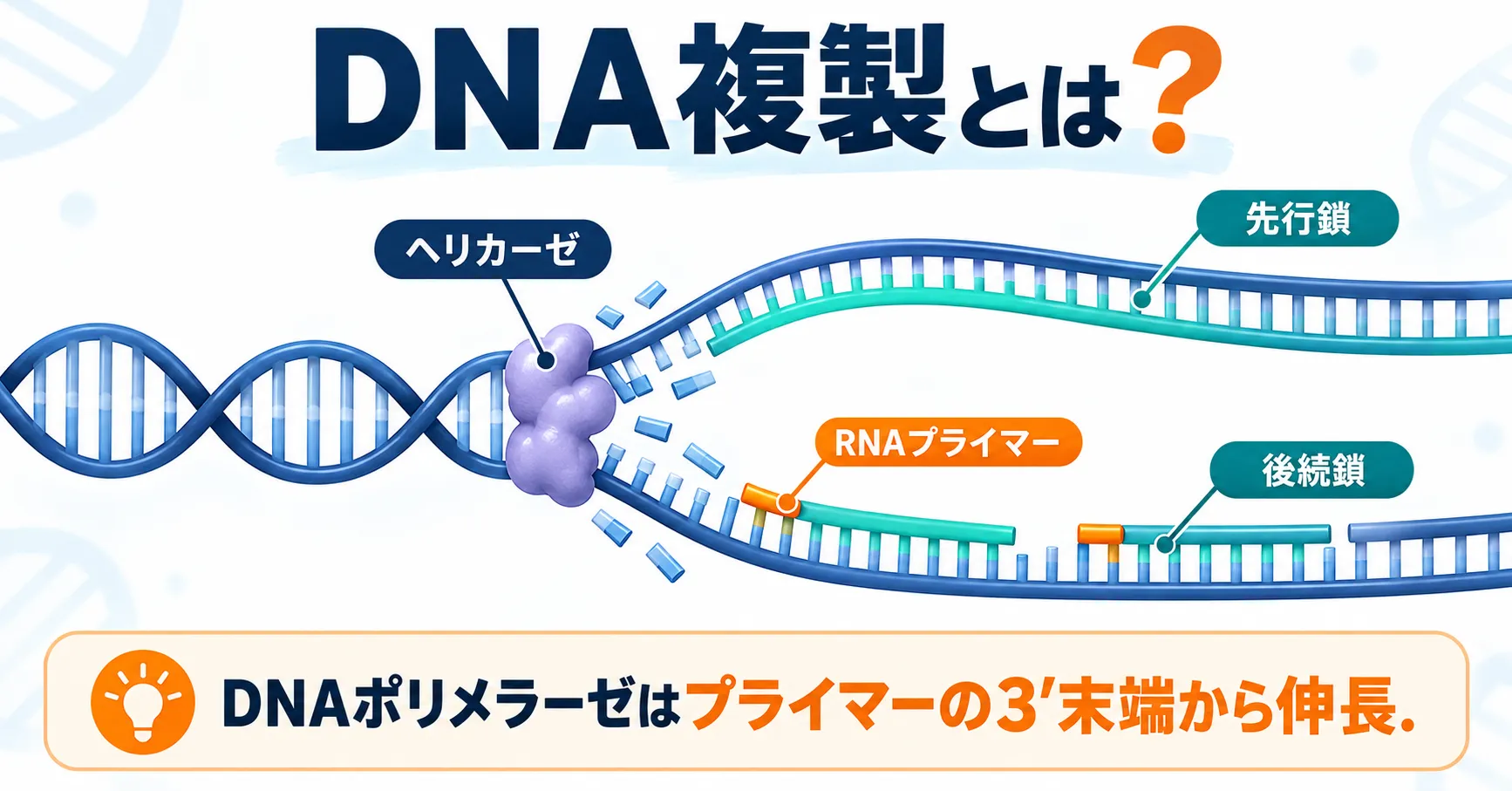 DNA複製の全体像を示す図。ヘリカーゼが二重らせんをほどき、先行鎖（リーディング鎖）は連続的に、後続鎖（ラギング鎖）はRNAプライマーを起点に断片的に合成される。DNAポリメラーゼはプライマーの3'末端から伸長する