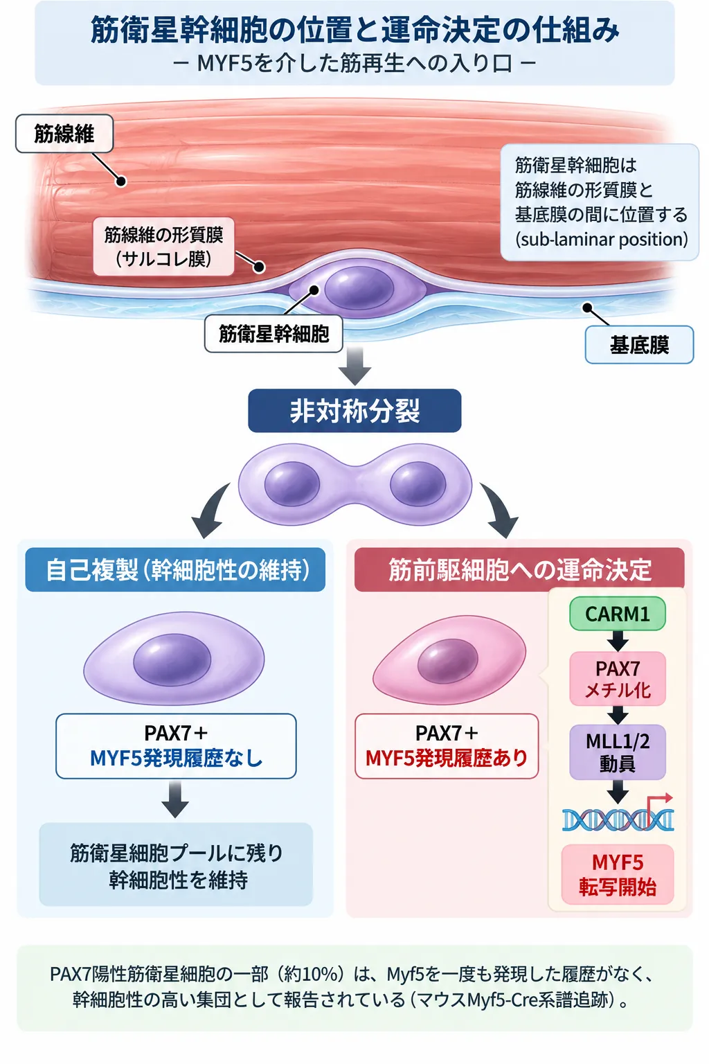 筋衛星幹細胞が筋線維の形質膜と基底膜の間に位置し、非対称分裂によってMYF5発現履歴のない自己複製細胞と、CARM1によるPAX7メチル化・MLL1/2動員を介してMYF5転写を開始する筋前駆細胞へ分かれる仕組みを示す模式図
