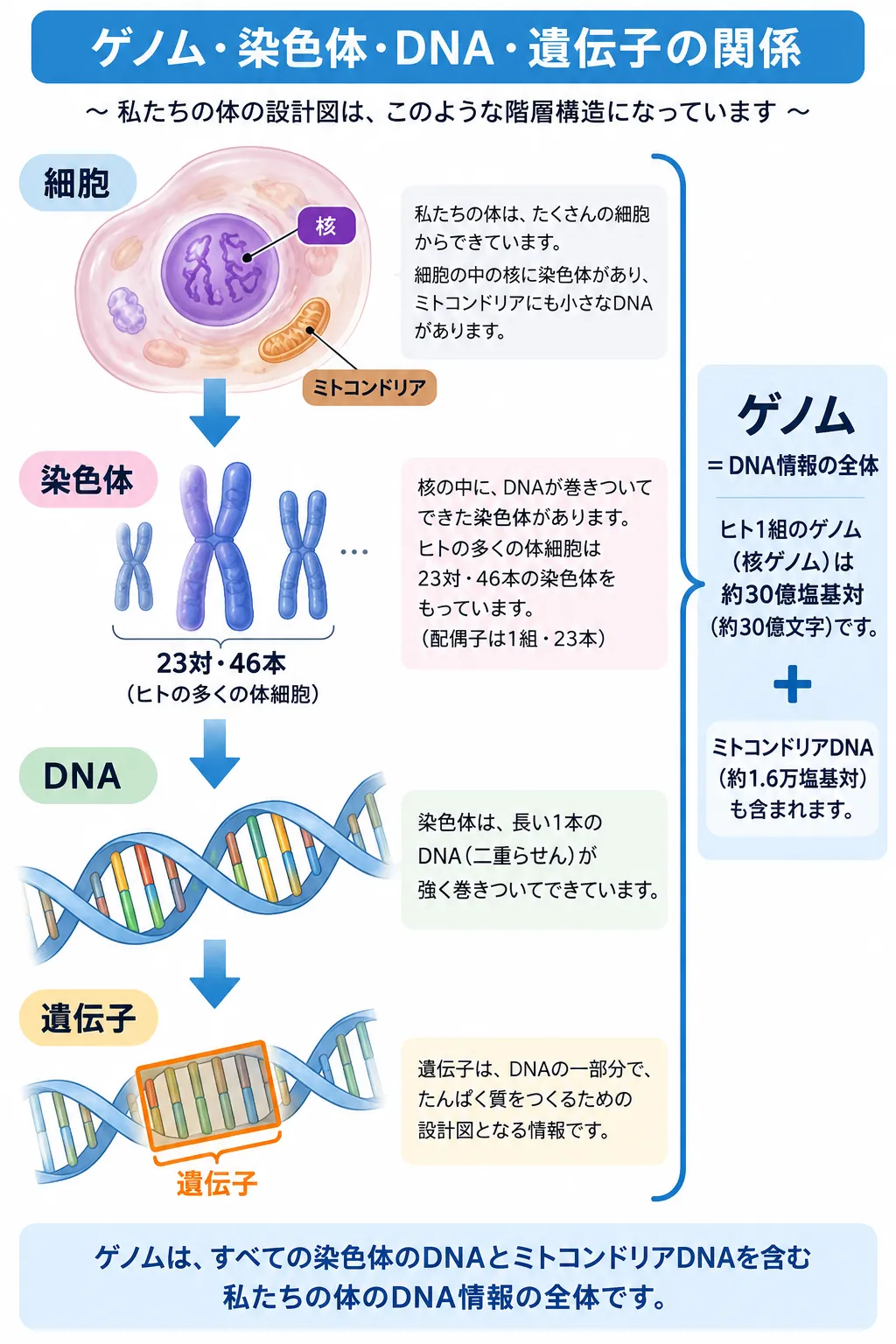 ゲノム・染色体・DNA・遺伝子の関係を、細胞の核から染色体、DNA、遺伝子へと順に示し、ヒトの核ゲノムとミトコンドリアDNAの位置関係を解説した模式図