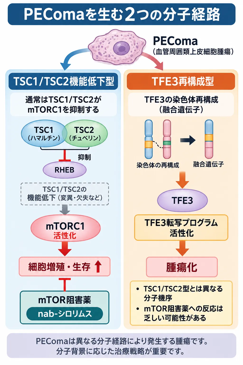 PEComaの2つの主要な分子経路を比較した模式図。TSC1/TSC2機能低下型ではRHEBを介したmTORC1抑制が失われてmTORC1が活性化し、細胞増殖・生存が促進される。一方、TFE3再構成型では融合遺伝子によりTFE3転写プログラムが活性化して腫瘍化につながることを示す